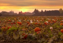 Harvest of Disappointments: Halloween’s Iconic Pumpkin Faces a Demand Decline