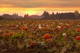 Harvest of Disappointments: Halloween’s Iconic Pumpkin Faces a Demand Decline