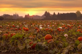 Harvest of Disappointments: Halloween’s Iconic Pumpkin Faces a Demand Decline